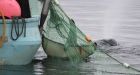 Killer whale pod rallies around orca trapped in fisherman's net