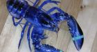 Blue lobster caught in Maine spared the dinner table, will head to aquarium