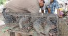 Cambodian rat meat: A growing export market