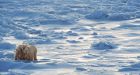 Stunning satellite images show summer ice cap is thicker