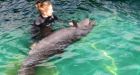 Rescued false killer whale 'Chester' moves to bigger pool