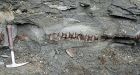 Plant-eating, duck-billed dinos had endurance to outrun predators: Alberta researchers