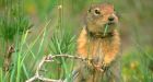 How Arctic ground squirrels use steroids to bulk up for winter