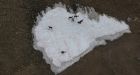 Virus DNA preserved in 700-year-old frozen caribou poo