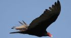 Vultures use acid, nasty bacteria to digest rotting flesh