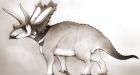 Dinosaur species discovered among fossils stored at Canadian museum for decades