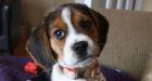 Samantha Martin searching for lost puppy she got after cancer treatments