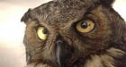 Unwise owl in rehab after run-in with porcupine