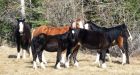 Private Alberta group says it will only be able to save some captured horses