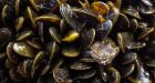 Amazon River threatened by Golden mussel invasion