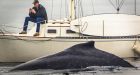 Texting distracts boater from seeing humpback whale