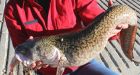 Lack of ice impedes efforts to catch 'ugliest' fish in Wyoming