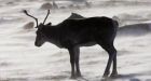 Alberta plans huge energy lease sale on range used by caribou