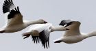 Thousands of migrating snow geese killed by avian cholera in U.S.