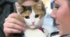 Cleo the cat reunited with her owner in Edmonton