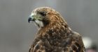 Hawk enthusiasts observe spring migration at annual Hawkwatch