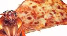 Hold your horses, there wont be cockroach pizza at the Stampede