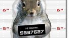 U.S. police post squirrel mug shot after theft of 28,000 lbs. of nuts