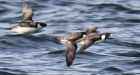Global trends show seabird populations dropped 70 per cent since 1950s