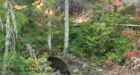 Photo shows black bear's plight as wildfires spread in B.C.