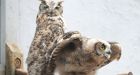 Rescued great horned owl 'Norman' is all fixed up with nowhere to go