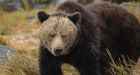Grizzly bear attack near Bella Bella leaves engineer injured