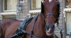 Photos of a fallen caleche horse have some Montrealers calling for a ban
