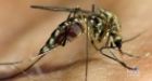 Who are mosquitoes attracted to' Top 6 myths debunked