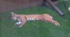 Bobcat caught snoozing in Calgary backyard