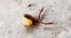 Arctic pseudoscorpions' secret lives revealed