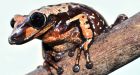 Venomous frogs discovered during painful scientific mishap