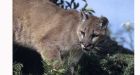 Cougar shot after trying to enter North Vancouver home