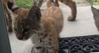 Baby bobcats make surprise visit to Calgary home