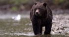 Grizzly that charged B.C. hunter protecting its cubs, says conservation officer