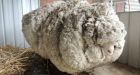 Lost Australian sheep yields 30 sweaters worth of fleece