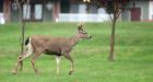 Portuguese man fined for harassing swimming deer in B.C.