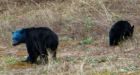 Black bear with blue head spotted in Mission, B.C.