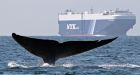 Blue whale tangled in line off Southern California coast