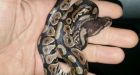 Ball python found on Burnaby Mountain...again