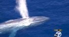 Rescuers still seeking blue whale tangled in line off California coast