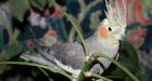 New York millionaire leaves cockatiels $100K