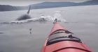 Orca pod surrounds kayaker near San Juan Island