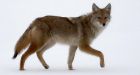 Edmonton cat mutilations turn out to be coyote attacks