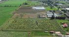 Chilliwack corn maze is a giant tribute to Terry Fox