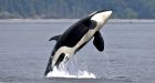 Orca research station sends text messages when killer whales nearby