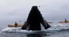 Humpback whale lands atop kayak in California, paddlers escape uninjured