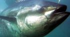 Ocean fish numbers on 'brink of collapse,' WWF reports