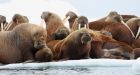 Walrus rafts not needed for now to replace sea ice off Alaska coast: U.S. agency