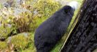 Alaska bear with jug stuck on its head rescued by wildlife officials