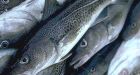 Canada sidesteps protection of endangered fish, study finds